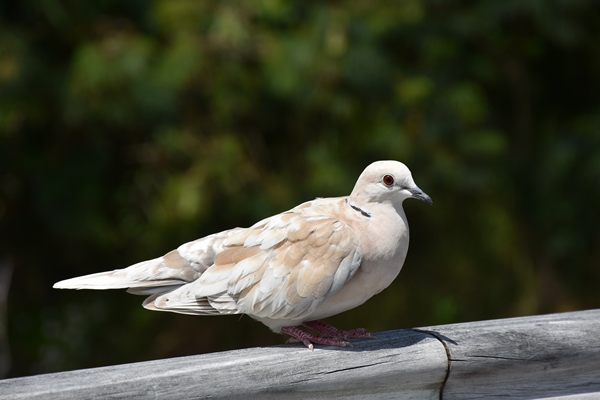 closeup shot of a lovely collared dove perched on a wooden fence - Библия о пище