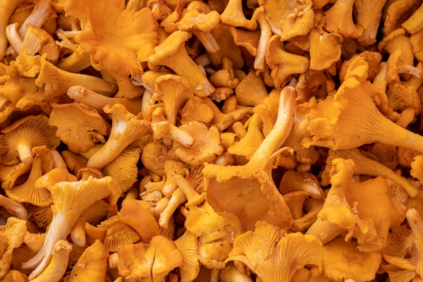 closeup shot of yellow mushrooms bunch - Грибной экстракт