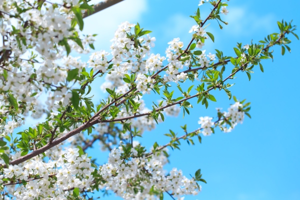 flowering cherry against a blue sky background - Яйца, крашенные веточками или корой вишни