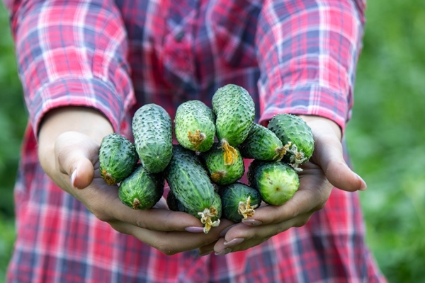 fresh cucumbers in the hands of a woman farmer nature selective focus - Салат сельский