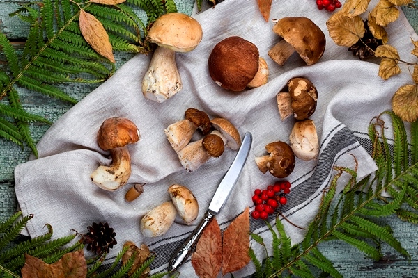 fresh forest mushroom boletus on the surface of autumn leaves - Икра грибная консервированная