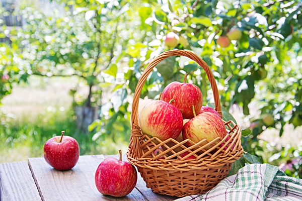 fresh red apples in a basket on a table in a summer garden - Пирожное из чернослива