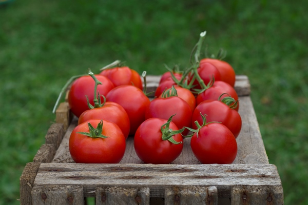 fresh red tomatoes on the old wooden box in summer garden - Салат сельский
