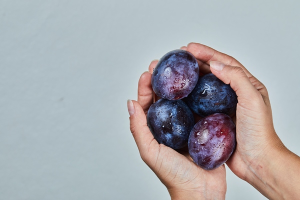 hand holding fresh plums on gray - Консервированные сливы с имбирем