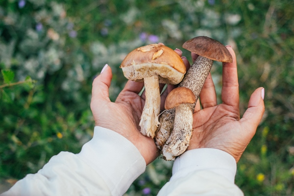handful of healthy mushrooms raisins and dried mushrooms outdoors in the wilderness - Грибы в томате