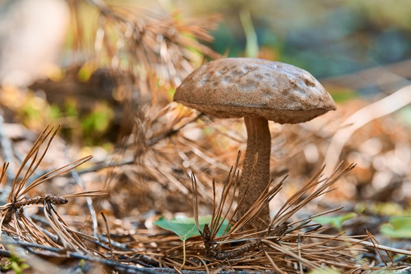 leccinum versipelle mushroom in autumn forest - Грибной экстракт