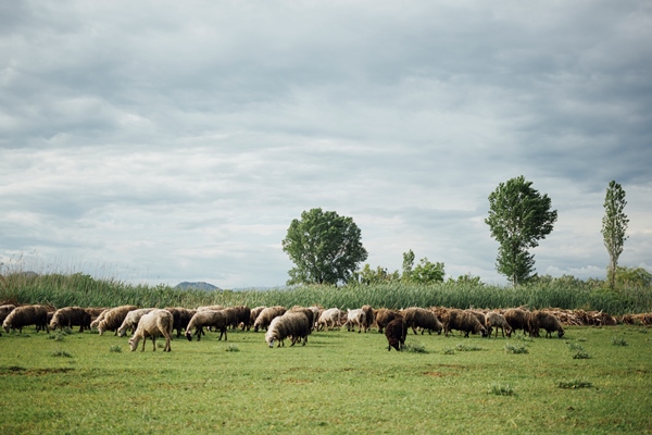 long shot herd of sheep eating grass on pasture - Библия о пище