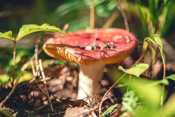 pink russula mushroom in the forest - Маринованные сыроежки