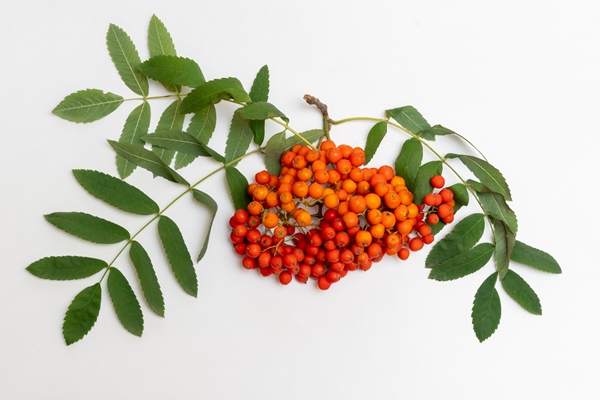 rowan branch with red berries and green ea leaves against white background close up autumn berries of red mountain ash or rowan berries with green leaves for decoration - Цукаты из рябины