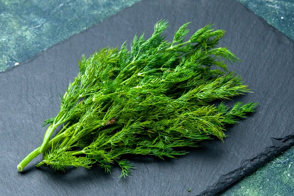 side view of fresh dill bundle on black cutting board on green black mix colors background with free space - Рыбный паштет с творогом