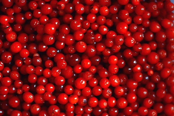 texture cranberries red berries fresh northern vitamins abstract background - Мороженое из клюквы