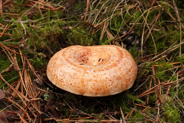 the wild edible mushroom lactarius deliciosus grows in the forest saffron milk cap - Грибной экстракт