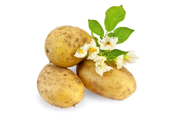 three yellow potato tuber with a flower and green leaf isolated on white background - Постные картофельные блинцы