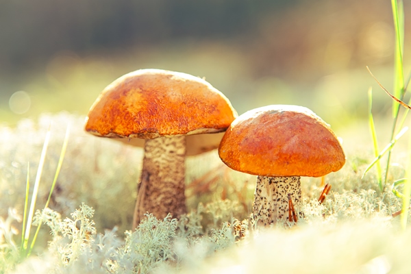 two aspen mushrooms in reindeer moss closeup orangecap boletus forest edible mushroom natural background selective focus 1 - Грибной экстракт