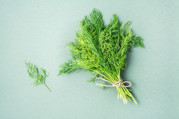 a bunch of fresh dill tied with a rope on a green background vitamin greens in a healthy diet top view - Постный грибной суп с картофелем и манной крупой