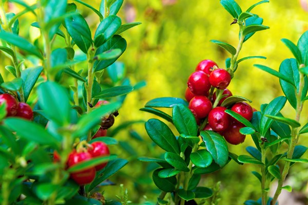 bunch of berries of wild ripe red cowberry closeup in the foreground - Брусничный напиток