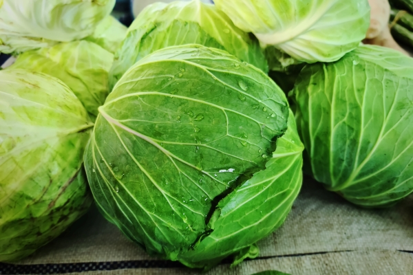 close up fresh wet green cabbage - Винегрет с белой фасолью