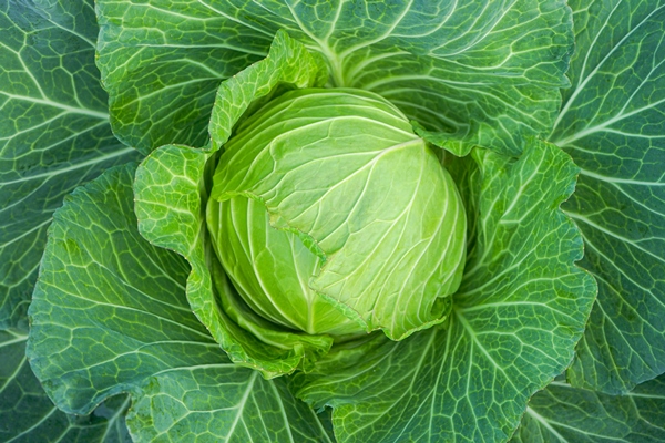 close up of green cabbage head in the garden - Салат из свежей капусты