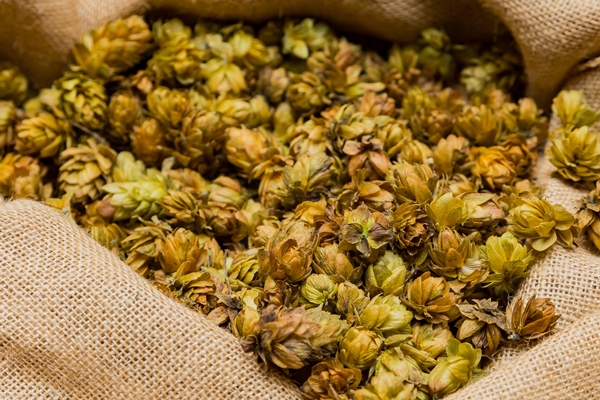 closeup shot of dried hops in a sack for brewing beer - Дрожжи из хмеля или солода для кваса