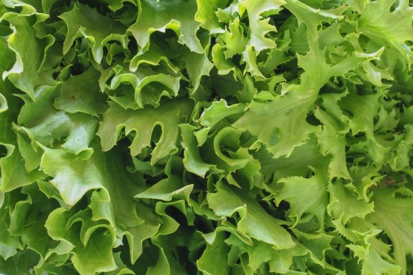curly endive aka frisee salad leaves background - Салат из сырых овощей