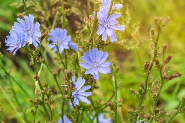 flower of wild chicory endive cichorium intybus blue flower on natural background - Салат из зелени цикория