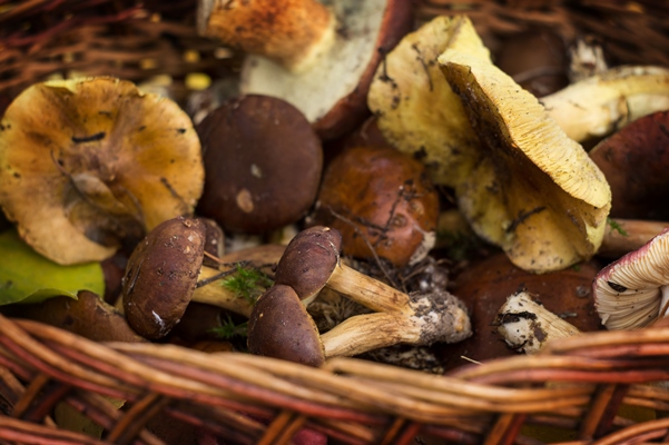 fresh forest mushrooms in a basket on a background of autumn leaves 1 - Салат из грибов и помидоров