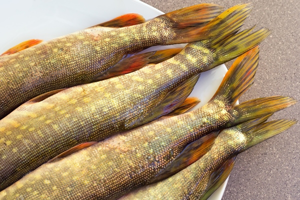 pike tails lying on a plate freshwater fish fresh pike predatory river fish - Щука разварная под соусом с картофелем