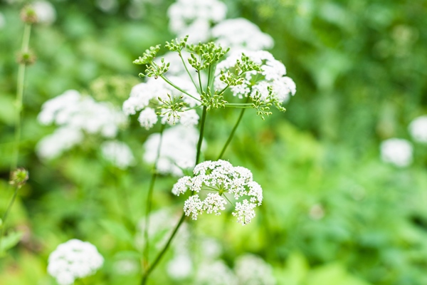 white flowers of ground elder on green meadow - Суп из сныти с овсянкой