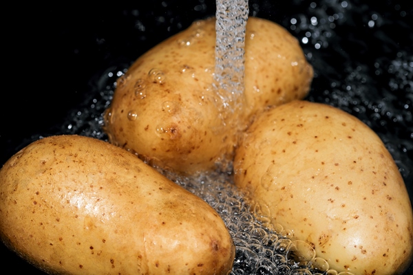 young raw potatoes in their skins are washed in clean water before cooking close up macro photography 1 - Зразы картофельные с грибами