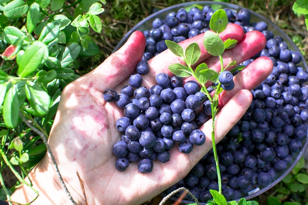 a handful of berries picking blueberries with hands in the forest - Уборочный квас