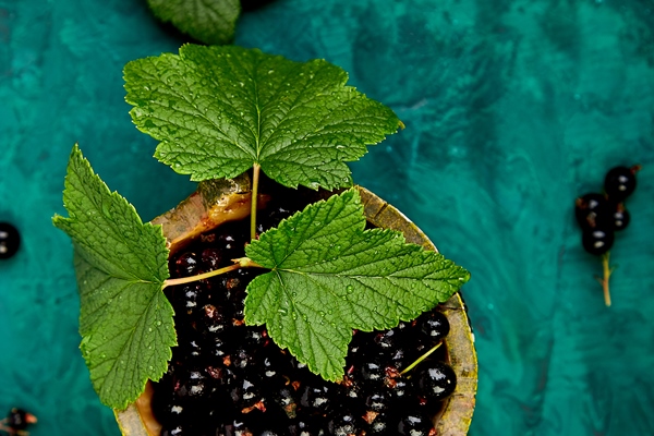 blackcurrant berries with leaves black currant - Солёные волнушки (холодный способ)