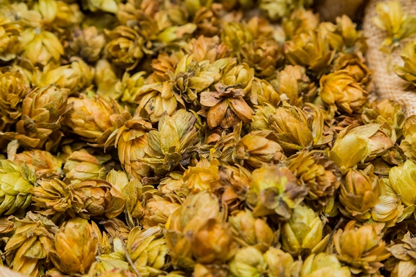 closeup of dried hops for beer background - Ростовский красный квас