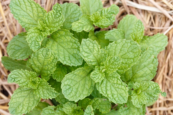 closeup of fresh peppermint leaf - Ладожский квас