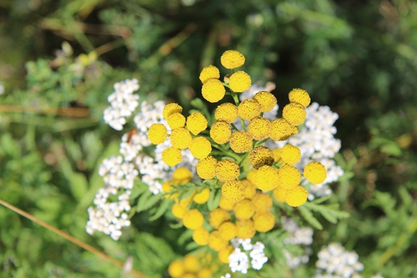 closeup shot yellow tansy flowers with white and green - Квас с пижмой