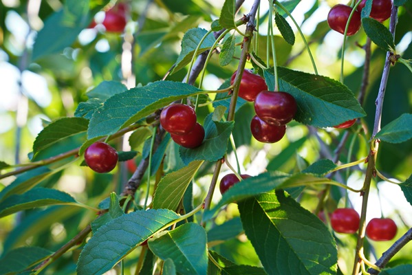 cluster of ripe dark red stella cherries hanging on cherry tree branch with green leaves and blurred background - Ларисин квас