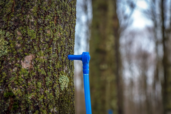 collecting maple sap in spring - Кленовый квас