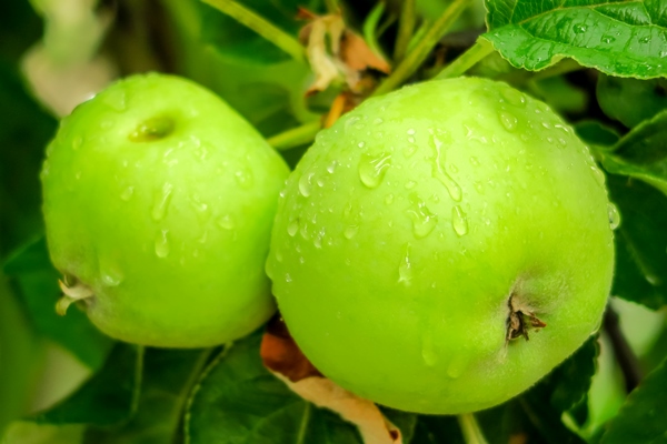 green ripening apples grow on an apple tree branch after rain gardening and cultivation of apples - Полезные советы по приготовлению квасов