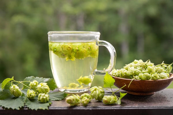 herbal medicinal tea drink made of humulus lupulus the common hop or hops hops flowers with tea - Брага безалкогольная