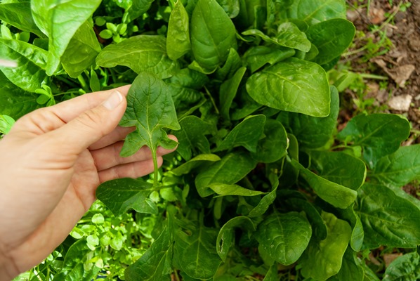 holding in hand freshly picked spinach leaves from a raised home organic garden - Ботвинья (способ второй)