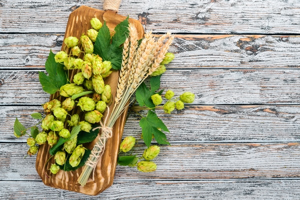 hops and wheat on a white wooden background free space for text top view - Марфин квас