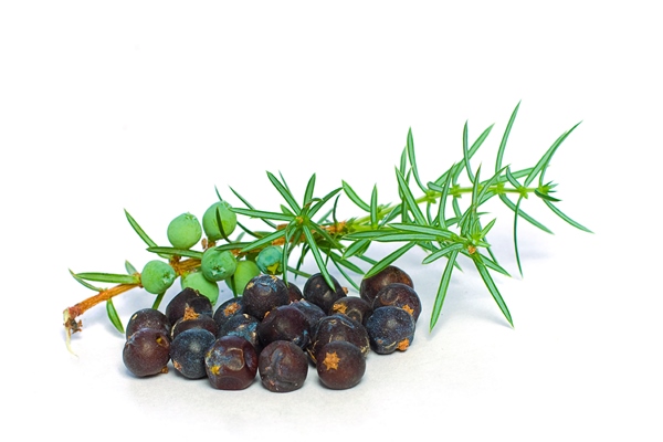 juniper berry and green branch isolated closeup - Квас южный можжевеловый