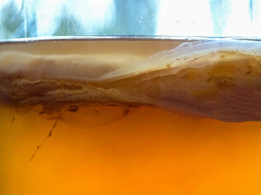 kombucha fungus close up texture organic fermented tea drink - Чайный квас (японский гриб)