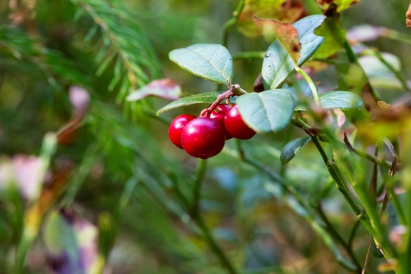 lingonberry growing in the forest closeup ripe red lingonberry berry in the wild after rain soft focus - Брусничный квас