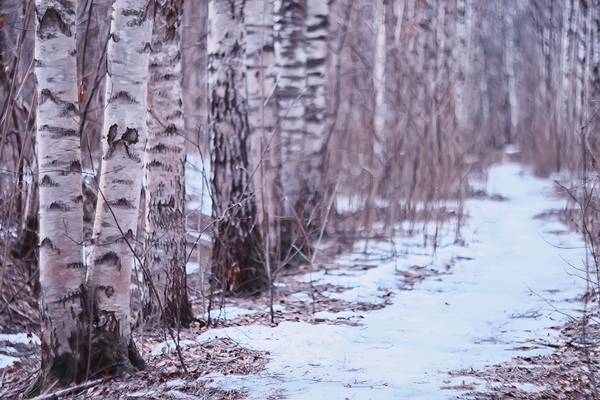march birch forest abstract blurred landscape in the forest - Стременной квас