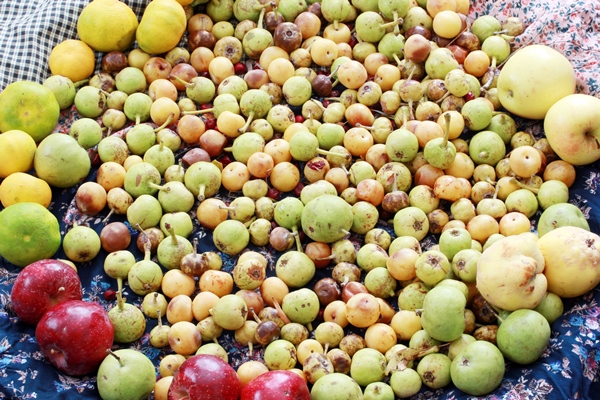 mixed wild fruits pear plum tangerine apple fruit quince - Квас из диких груш