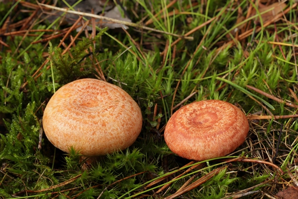on the left is edible mushroom saffron milk cap and on the right conditionally edible woolly milkcap - Солёные рыжики простые