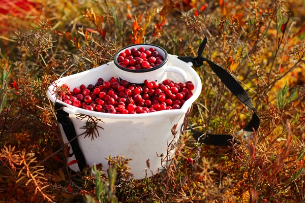 picking healthy berries in the swamp the concept of the autumn season and harvest - Суздальский квас