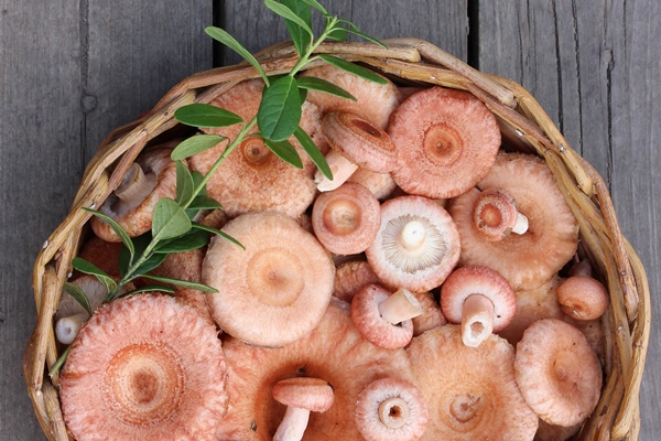 pink edible mushrooms in a round basket on board 1 - Солёные волнушки (холодный способ)