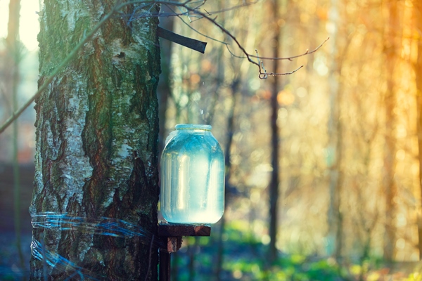 production of birch sap in a glass jar in the forest springtime - Ларисин квас