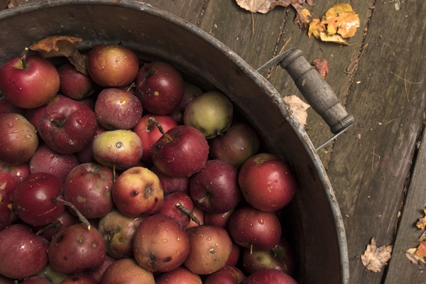 red apples in a pan on wooden plank floor - Квас из яблок